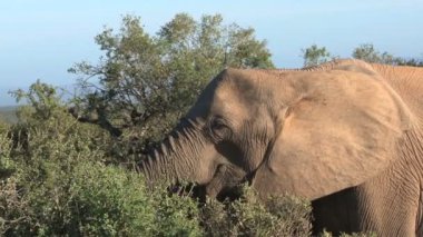 Fil yeme ağaç yaprak