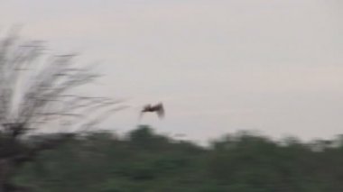 Sri Lanka, yatay pan-shot 