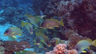 Benekli tatlı balık sürüsü   