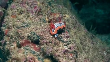 Omurgasızını, Umman Denizi içinde dalış