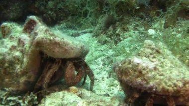 Münzevi kimse Yengeç kumlu altta 