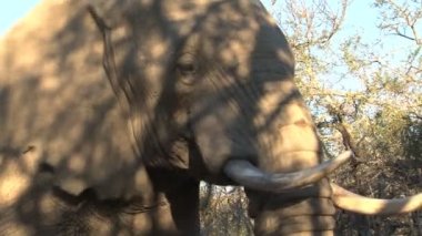 Güzel fil yakın çekim