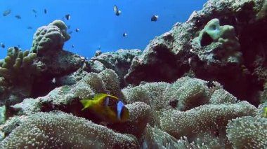 renkli balıklar mercan Yüzme 