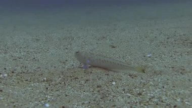 Costa Brava, Dalış Akdeniz