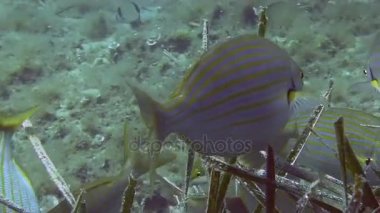 Akdeniz balık sürüsü 