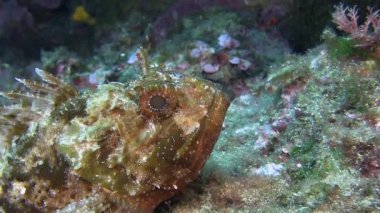 Costa Brava, Dalış Akdeniz