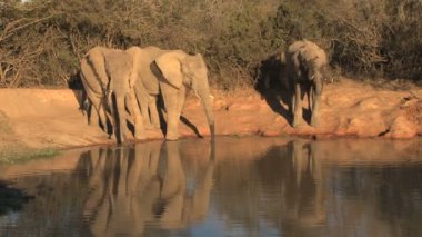 Güney Afrika filleri