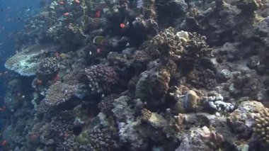 renkli balıklar Coral reef Yüzme 