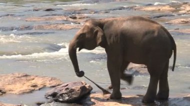 Nehir havlu ile oynarken filler 