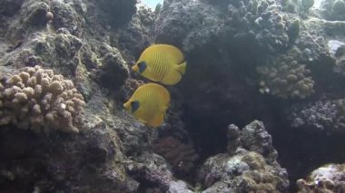 Kelebek balıkları mercan Yüzme