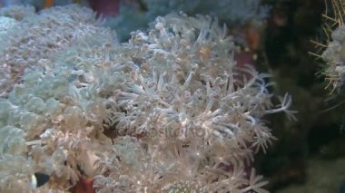  Yumuşak mercan dalgalar üzerinde hareket  