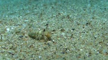 Akdeniz Yalnızcıl Yengeç 