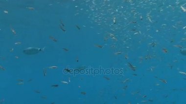 Akdeniz balık sürüsü 