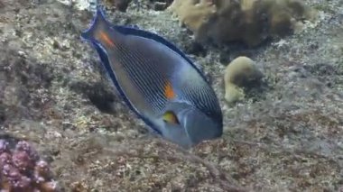 Arap cerrah balık Coral reef Yüzme  