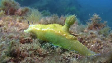 Akdeniz omurgasızını 