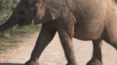 Güney Afrika filleri