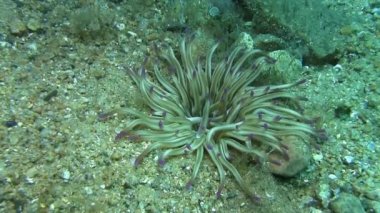 Akdeniz deniz anemon 
