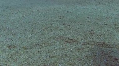 Costa Brava, Dalış Akdeniz