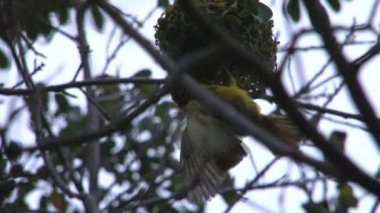 Ağaç üzerinde güzel kuş görüntüleri