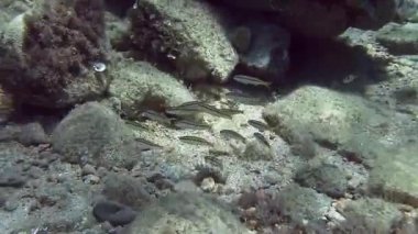 Akdeniz balık sürüsü 