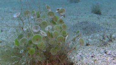 Kum alt üzerinde resif Deniz kızları Kupası