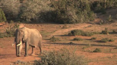 tarlada geyik olarak yürüyüş filler