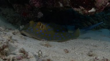 Mavi benekli stingray dibinin üzerinde yalan 
