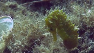 Costa Brava, Dalış Akdeniz