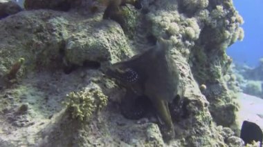 Ahtapot mercan renklerini değiştirme