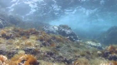 Dalgalar ve Körfez'Akdeniz 