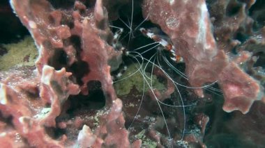 Karayip Denizi içinde kırmızı karides