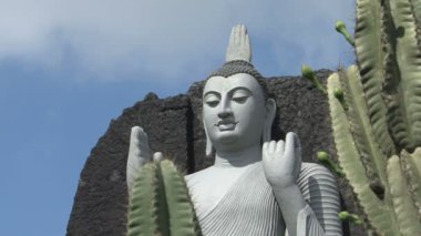 Kaktüs ve beyaz Buda