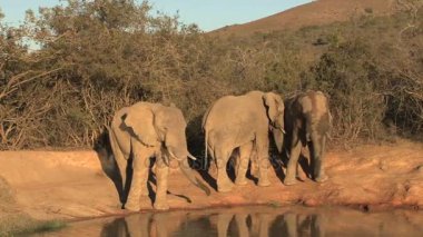 Güney Afrika filleri