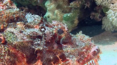 Kırmızı Scorpionfish deniz alt döşeme 