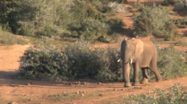 Açık alanda yürüyüş fil  