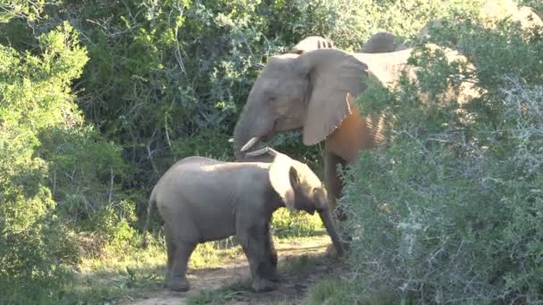 South african elephants — Stock Video