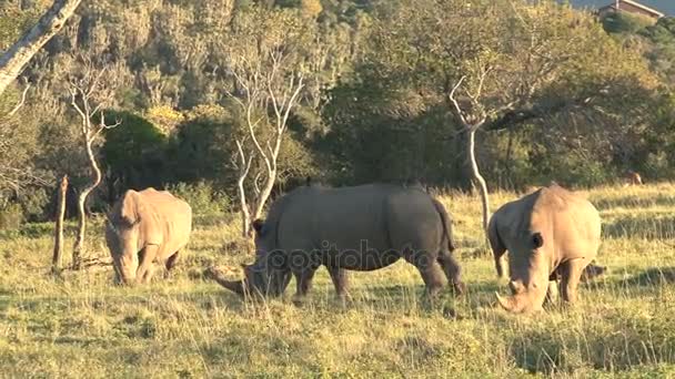 Rhinocéros sauvages étonnants — Video