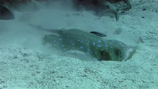 Spotted stingray swimming along sea bottom — Stock Video