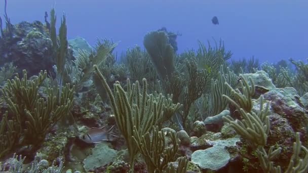 Recife no mar do Caribe — Vídeo de Stock