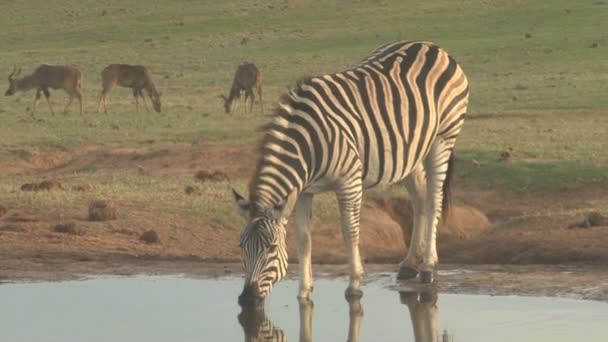 Zebras grasen in der grünen Savanne — Stockvideo