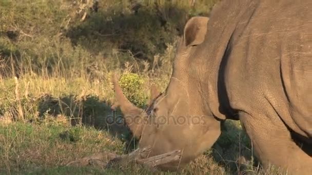 Носорог ест траву — стоковое видео