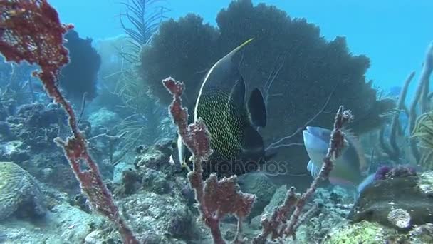 Angelfish i Karibiska havet — Stockvideo