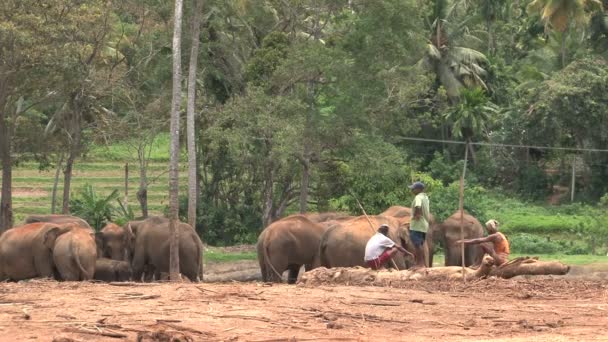 Pinnawela fil Yetimhanesi — Stok video