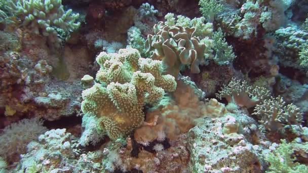 Corales suaves moviéndose sobre las olas — Vídeo de stock