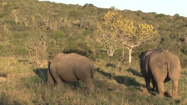 Amazing wild Rhinos — Stock Video