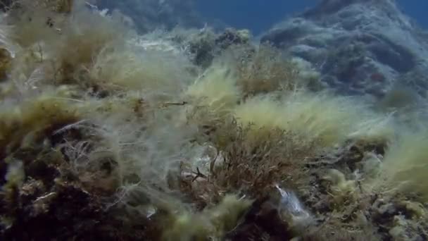 Shallow reefs peacocks tail on rocks — Stock Video
