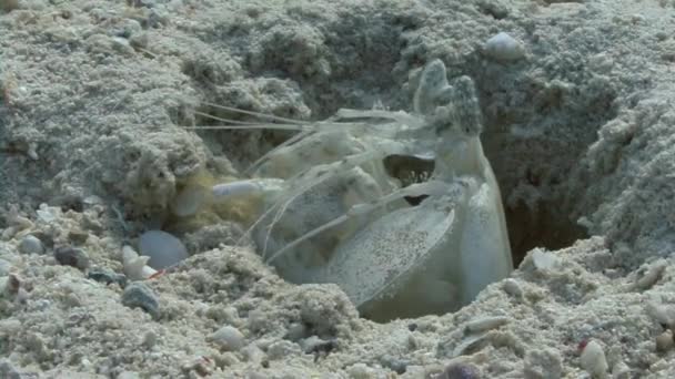 Weiße Gottesanbeterin Garnelen im Sand — Stockvideo