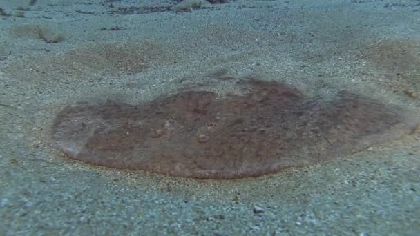 Marmorerad electric ray — Stockvideo