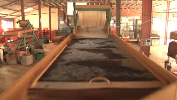 Processo di lavorazione della fabbrica di tè — Video Stock