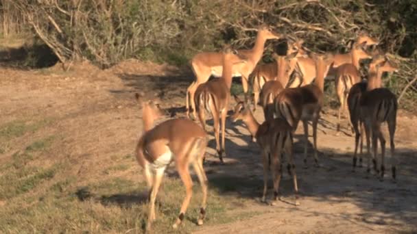 Gruppe von Wildhirschen — Stockvideo